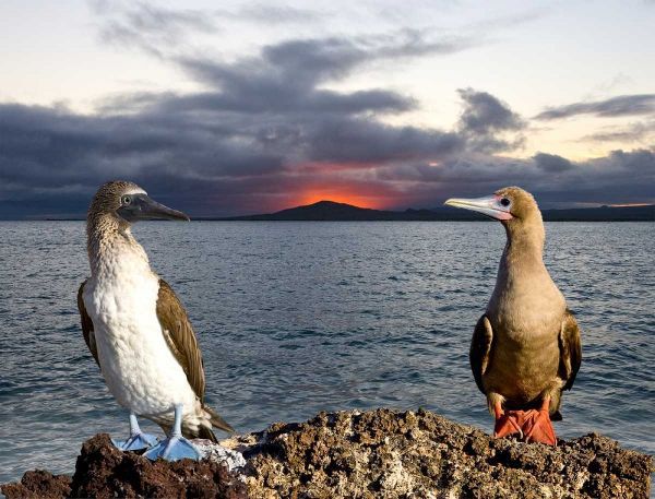 Blue and red-footed booby, Galapagos, Ecuador